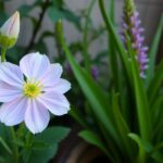 lung nodule classification